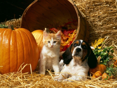 Benefits of Pumpkins for Pets