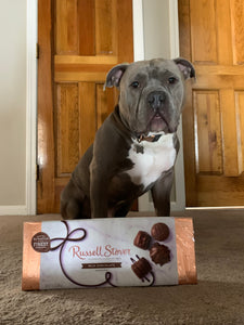 Fact or Fiction? Chocolate is Poisonous to Dogs